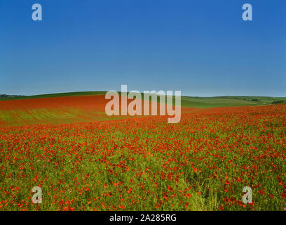 Red poppy fields. South Downs National Park. East Sussex. England. UK. Europe Stock Photo