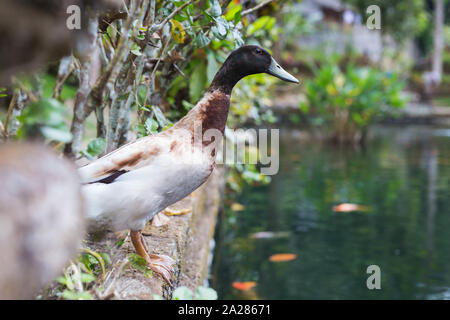 One ducks relaxing near the colorful pond, colorful nature Stock Photo