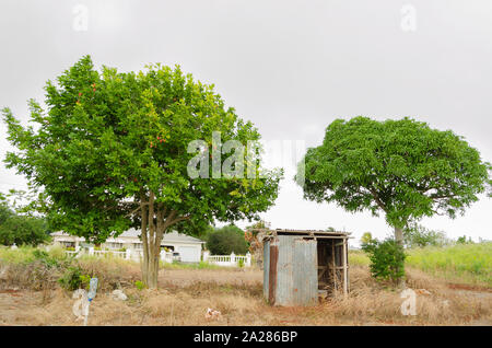 Trees and Zinc Hut On Farm Land Stock Photo