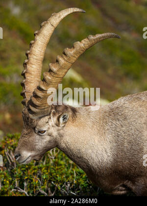 Alpine Ibex, Aiguilles Rouge massif, Chamonix Mont-Blanc, Haute-Savoie ...