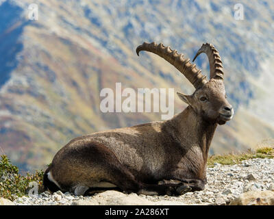 Alpine Ibex, Aiguilles Rouge massif, Chamonix Mont-Blanc, Haute-Savoie ...