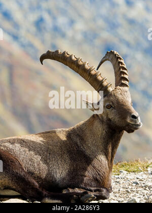 Alpine Ibex, Aiguilles Rouge massif, Chamonix Mont-Blanc, Haute-Savoie ...