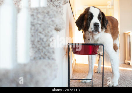 Large dog drooling standing in front of food bowl at home Stock Photo