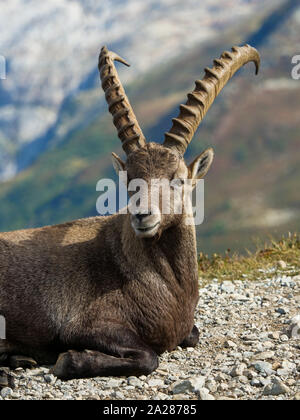 Alpine Ibex, Aiguilles Rouge massif, Chamonix Mont-Blanc, Haute-Savoie ...