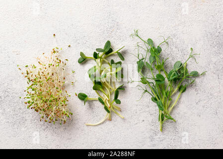 Fresh variety micro greens sprouts Stock Photo