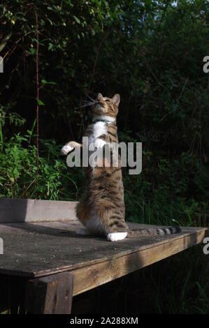 Tabby cat standing on back legs Stock Photo