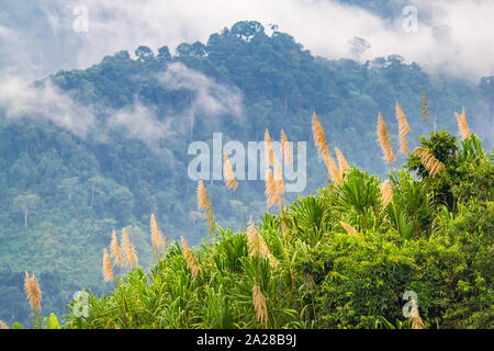 Jungle in Sierra Nevada Mountains in Colombia near Ciudad Perdida. Stock Photo