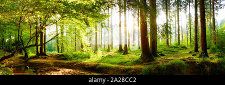 Beautiful forest panorama in spring with bright sun shining through the big trees and the forest floor is covered with moss and grasses Stock Photo