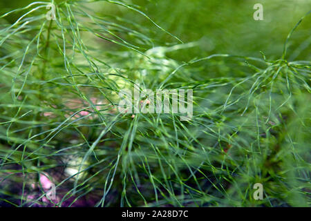 Equisetum pratense, commonly known as meadow horsetail, shade horsetail or shady horsetail, is a fern. Stock Photo