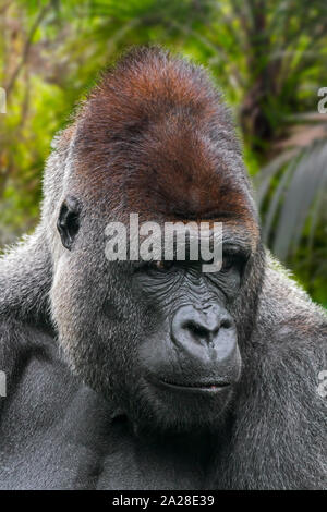 Western lowland gorilla (Gorilla gorilla gorilla) male silverback native to tropical rain forest in Central Africa Stock Photo