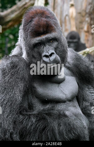 Western lowland gorilla (Gorilla gorilla gorilla) male silverback native to tropical rain forest in Central Africa Stock Photo