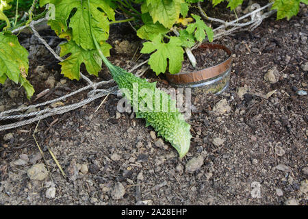 Bitter gourd - momordica charantia - with a warty exterior, grows on a vine in a vegetable garden Stock Photo