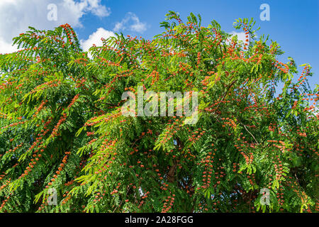 Pink shower tree (Cassia javanica indochinensis) - Florida, USA - Stock Photo