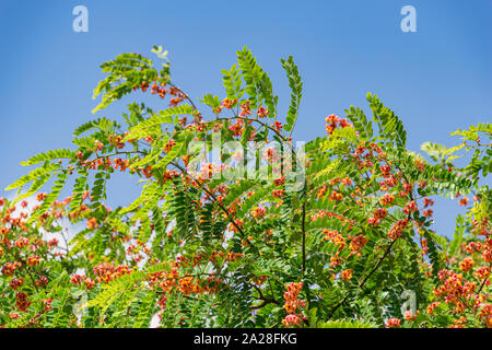 Pink shower tree (Cassia javanica indochinensis) - Florida, USA - Stock Photo