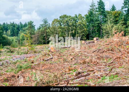 A cleared area of felled trees in Forestry Commission woodland at Thetford Forest. Stock Photo