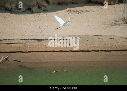 Desert Stork Stock Photo
