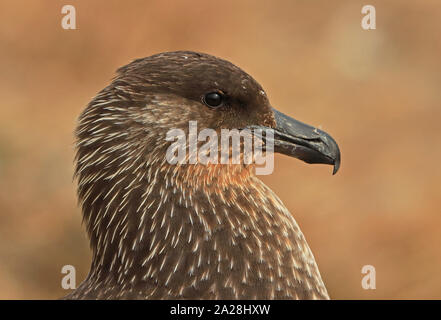 Chilean Skua (Catharacta chilensis) close up of adult head  Isla Magdalena, Strait of Magellan, Chile                        January Stock Photo