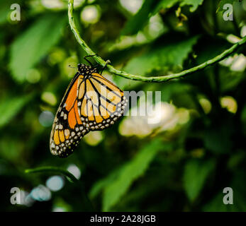 The monarch butterfly or simply monarch (Danaus plexippus) hamging upside down on a green stem, with green vegetation background