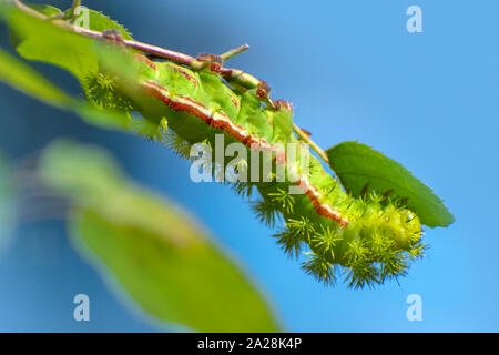 Venomous IO moth caterpillar - Automeris io Stock Photo - Alamy