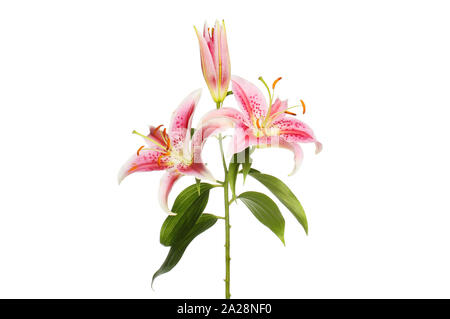 Oriental lily flowers and foliage isolated against white Stock Photo