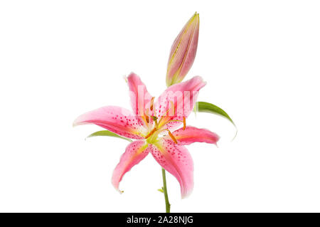 Single lily flower and bud isolated against white Stock Photo