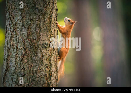 Curious red squirrel in the Autumn park Stock Photo