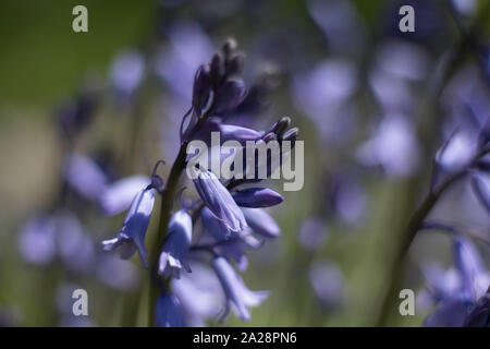 A lavender blossom in front of a soft green background. Photograph taken on Maui an island of Hawaii Stock Photo