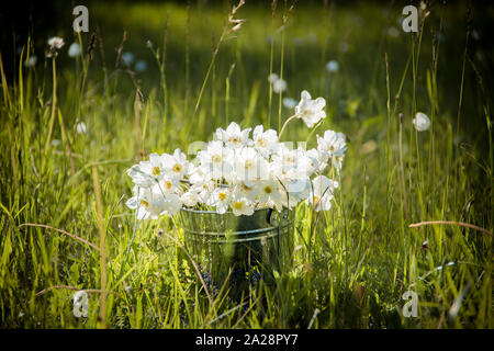 Bundle of cut white anemones in a zinc bucket on a meadow in spring, with pretty back sunlight. Anemone coronaria L. Stock Photo