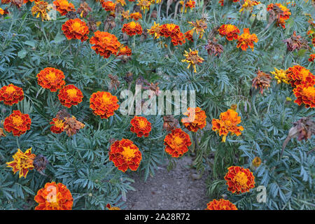 French marigold in the garden, Tagetes patula nana Stock Photo