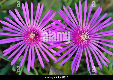Close up of Hardy pink ice flower,  flowering succulent Delosperma cooperi Stock Photo