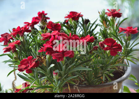 Red pot carnations, Dianthus caryophyllus Stock Photo