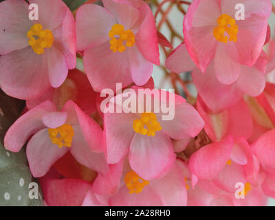 Close up of flowering Begonia x semperflorens-cultorum Stock Photo