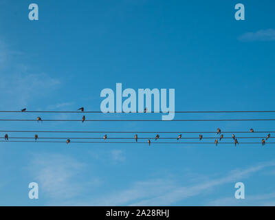 Swallows on a wire. Swallow wires are standing on the wires, preparing to go south. The background is blue sky. Stock Photo