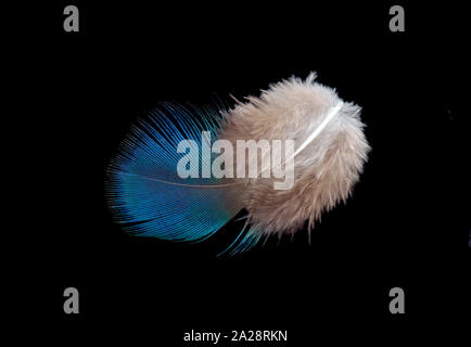 Colored bird feather isolated on black background Stock Photo