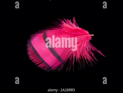 Colored bird feather isolated on black background Stock Photo