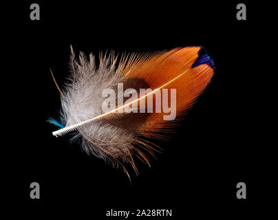 Colored bird feather isolated on black background Stock Photo