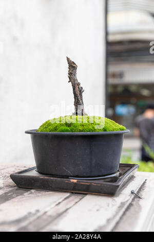 Dead bonsai with no leaves or branches Stock Photo