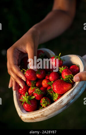 Girl or young woman hands holding a wooden heart shaped bowl of freshly picked red strawberries Stock Photo