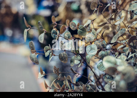 Close up artificial leaves decor on the blurred background. Modern botanic interior details. Selective focus. Copy space Stock Photo