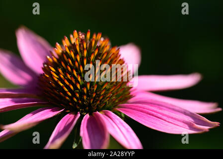 Close-up of a flowering red flower of the aster's genus with glowing petals and pollen against a dark background with text box Stock Photo