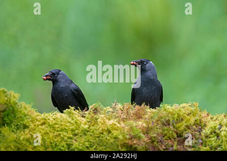 Pair of Jackdaws-Corvus monedula feeds on Hazelnuts. Stock Photo