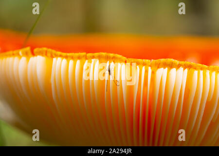 Small spider on the underside fins of a fly agaric toadstool Stock Photo