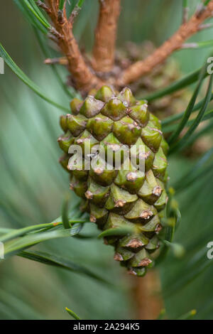pine tree Green pine cone hanging on fir needles branch. Medicinal ...