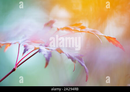 Korean maple (Acer pseudosieboldianum) leaves in autumn colors Stock Photo