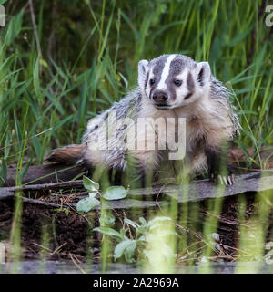 North American Young Badger Stock Photo