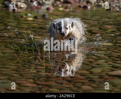 North American Young Badger Stock Photo