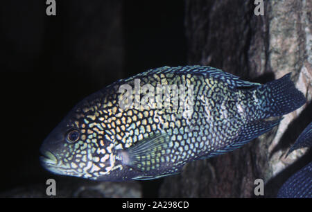 Jack Dempsey cichlid, Rocio octofasciata Stock Photo