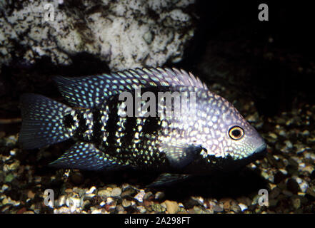 texas cichlids breeding