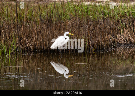 A Great White Egret hunts along the reeds at Gould's Inlet in St. Simons Island, Georgia. Stock Photo