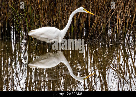 A Great White Egret hunts along the reeds at Gould's Inlet in St. Simons Island, Georgia. Stock Photo